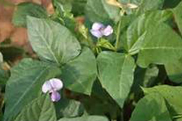 Photo3-cowpea.jpg