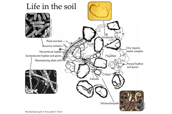 Fig 9.2insitu.jpg